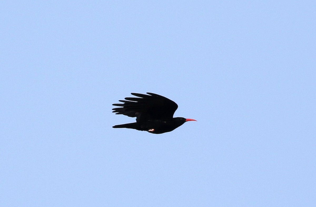 Red-billed Chough - ML610519142