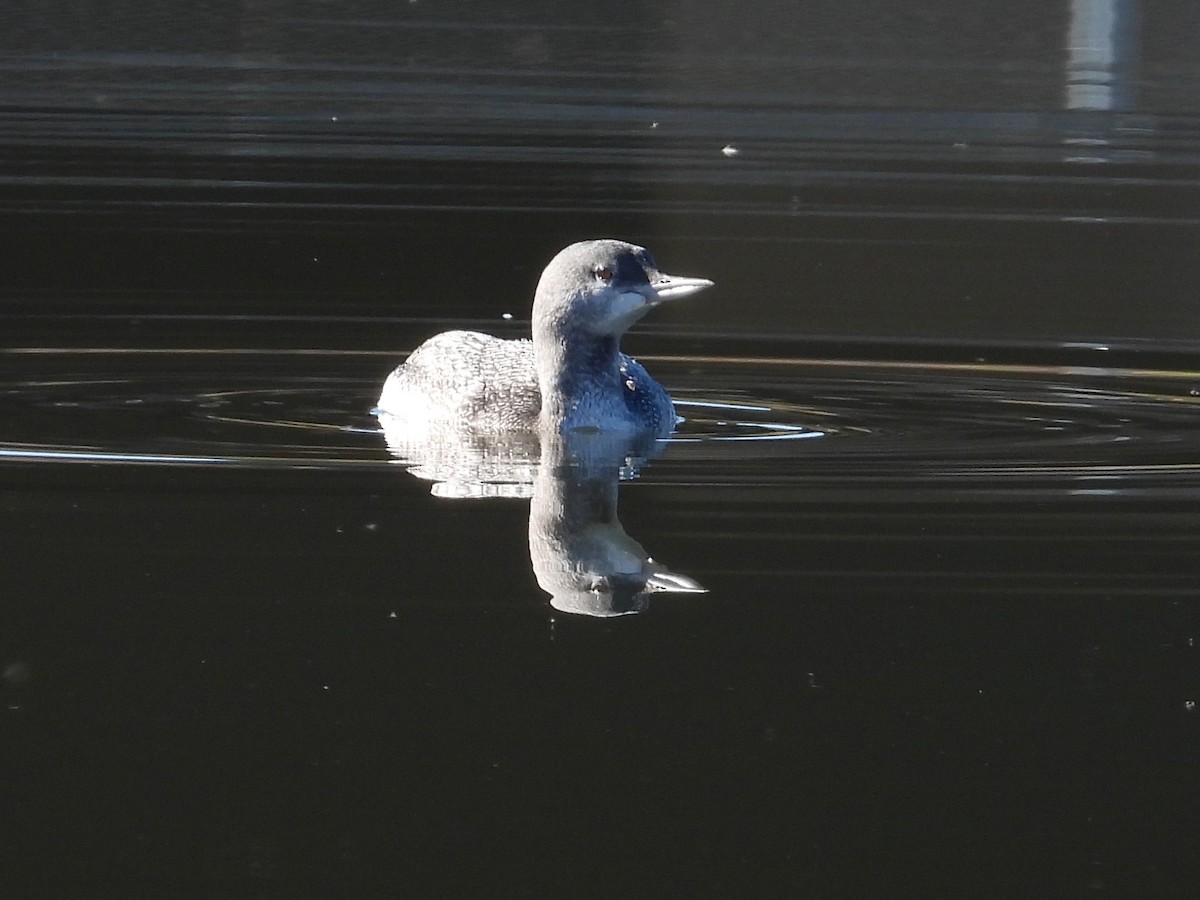 Red-throated Loon - ML610519174