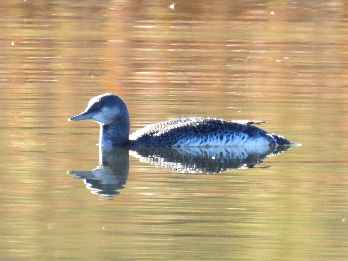 Red-throated Loon - ML610519175