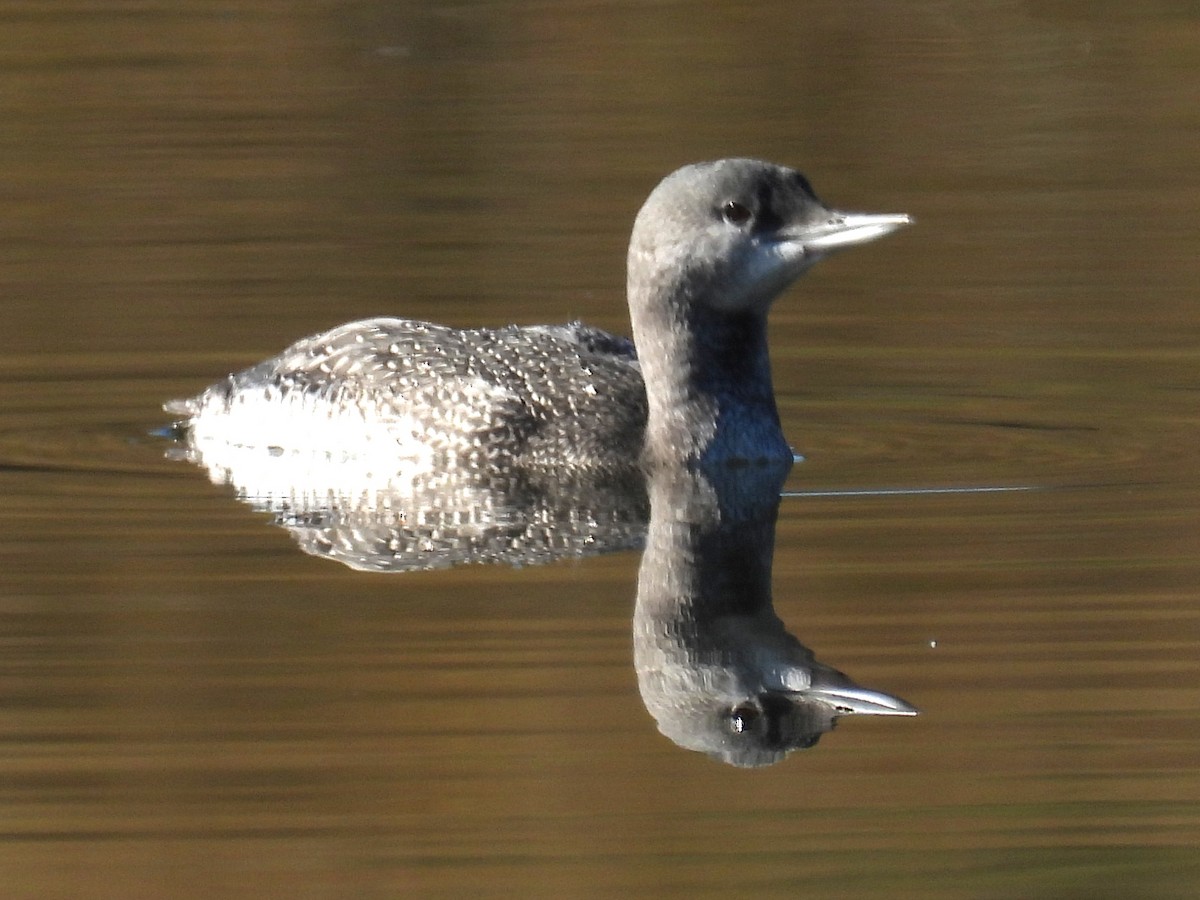 Red-throated Loon - ML610519176