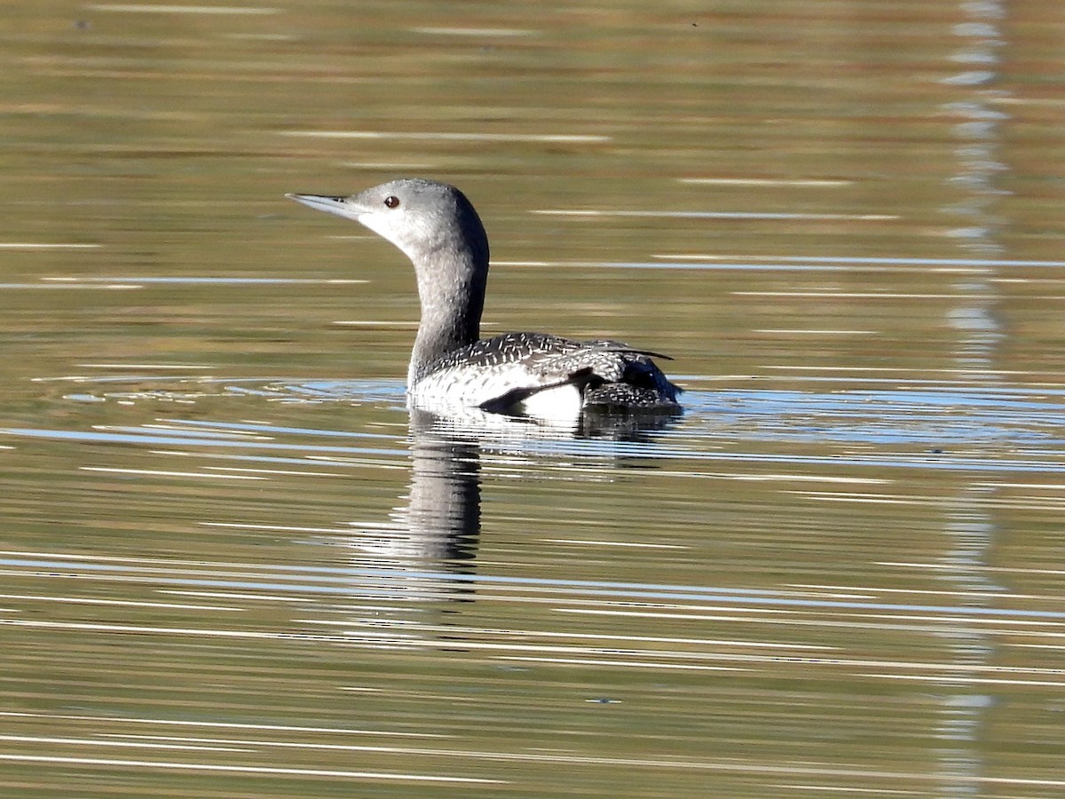 Red-throated Loon - ML610519177