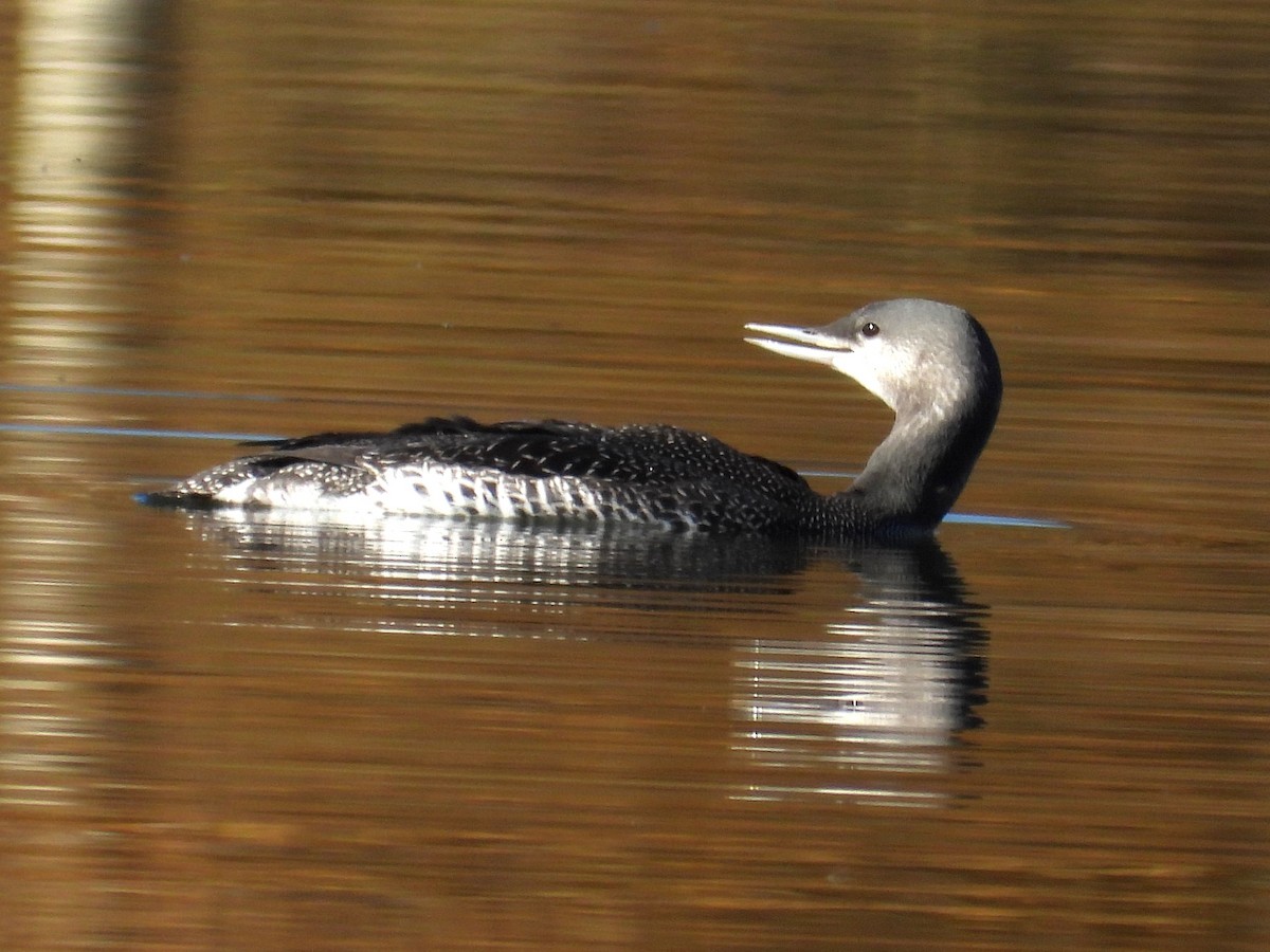 Red-throated Loon - ML610519178