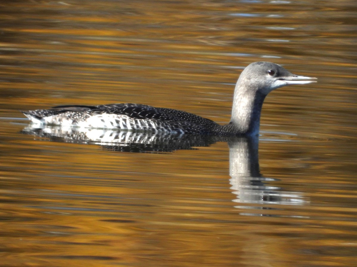 Red-throated Loon - ML610519179