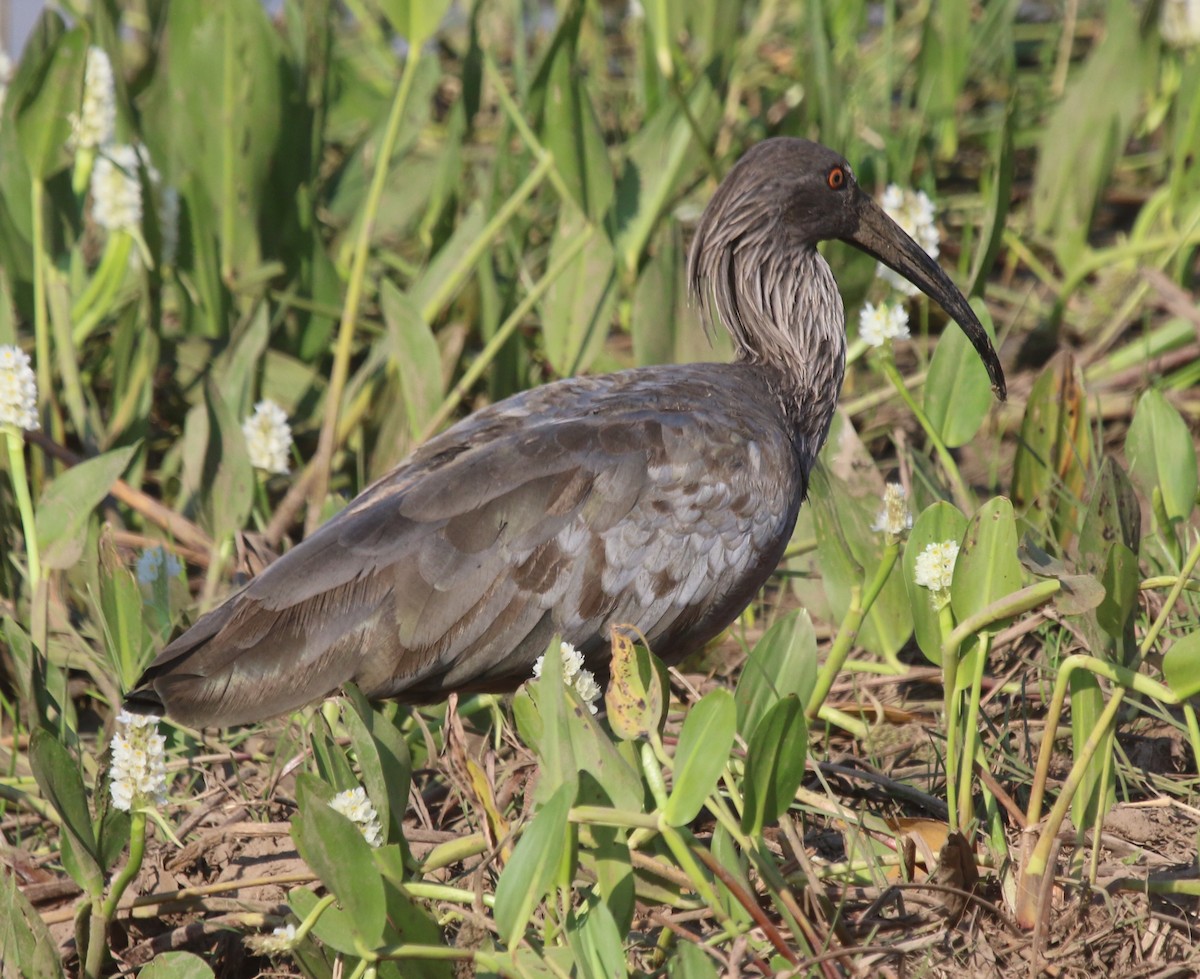 ibis běločelý - ML610519241