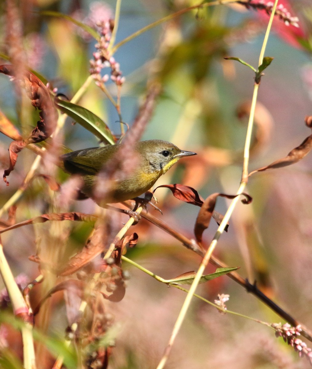 Common Yellowthroat (trichas Group) - ML610519318