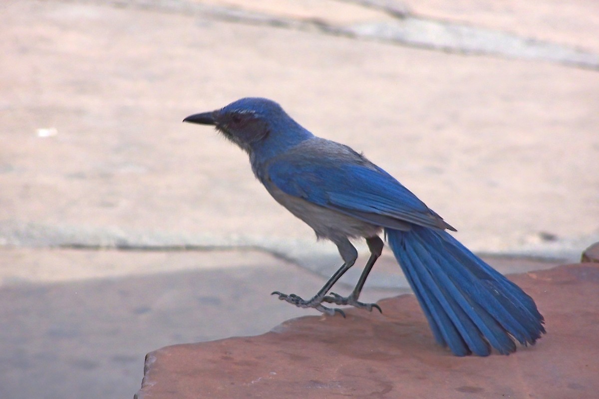 Woodhouse's Scrub-Jay - Brian McGee