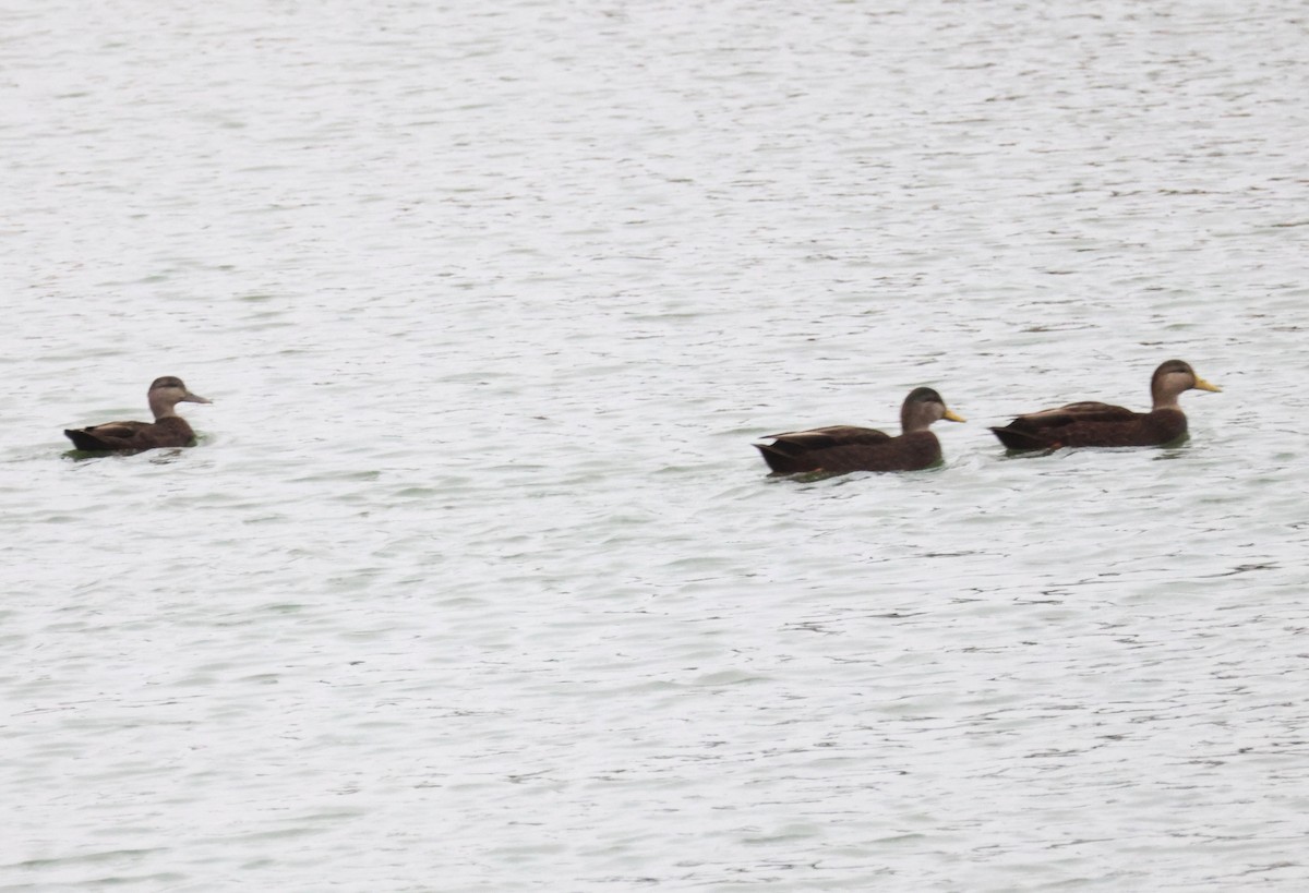 American Black Duck - ML610519428