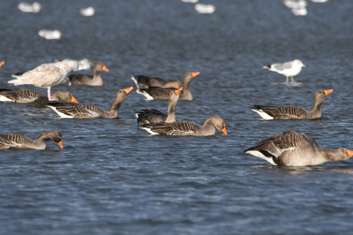 Graylag Goose - Benjamin Filreis