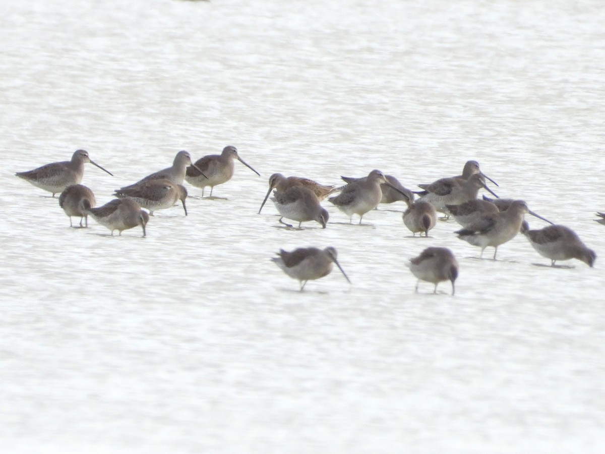 Long-billed Dowitcher - ML610519475