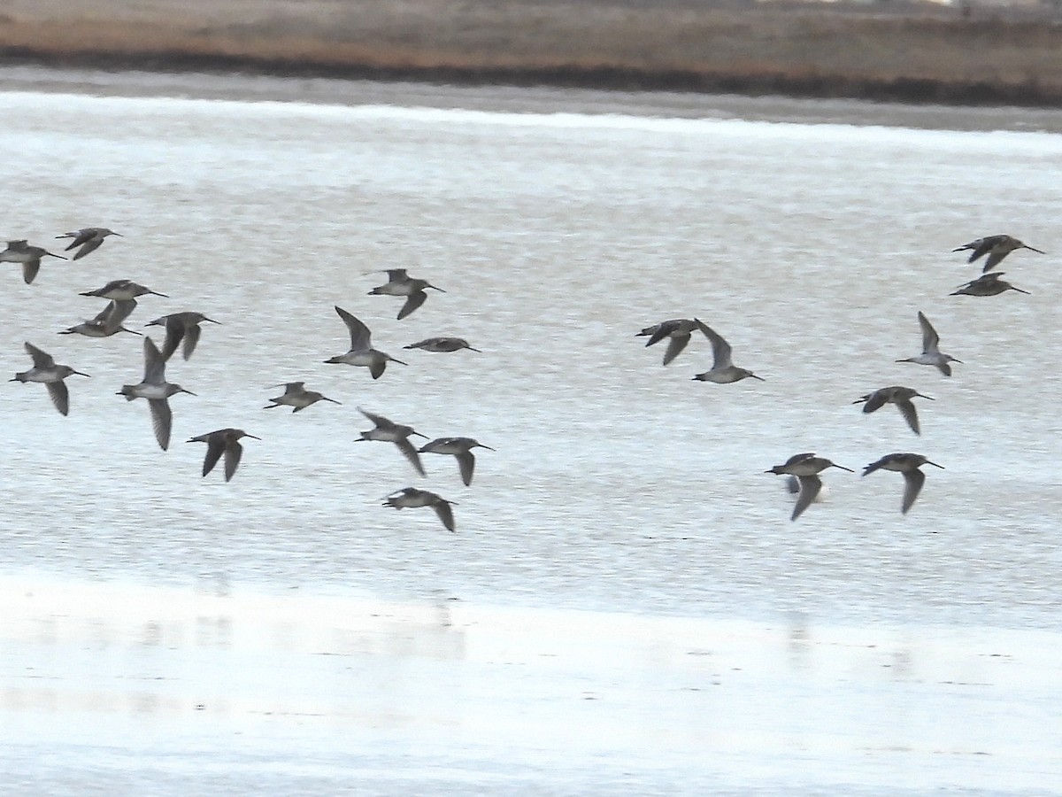 Long-billed Dowitcher - ML610519476