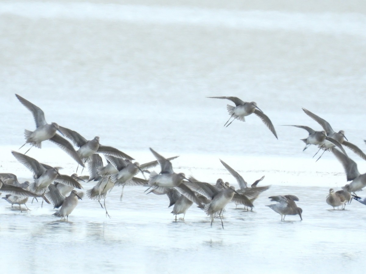 Long-billed Dowitcher - ML610519477