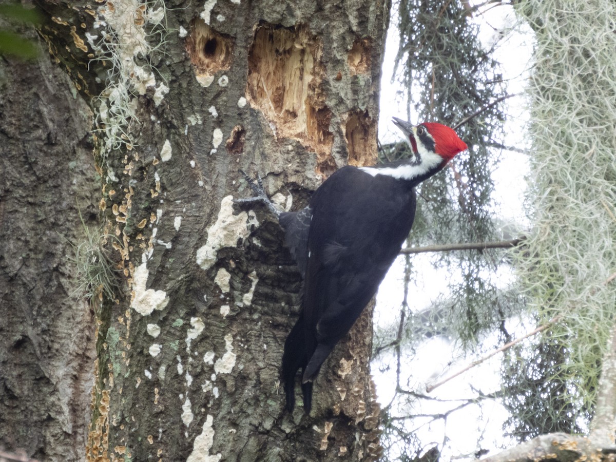 Pileated Woodpecker - ML610519517