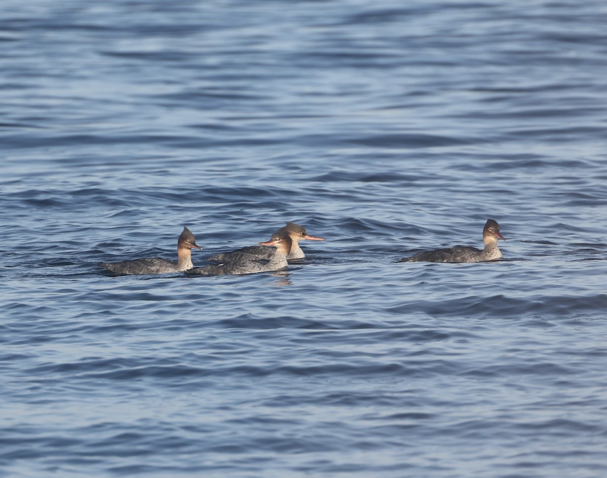 Red-breasted Merganser - ML610519519