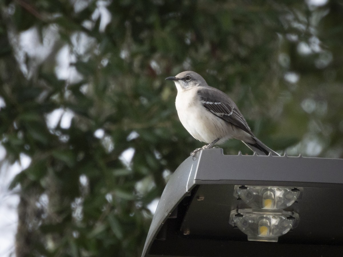 Northern Mockingbird - ML610519525