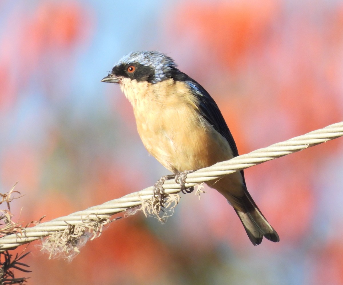 Fawn-breasted Tanager - ML610519526