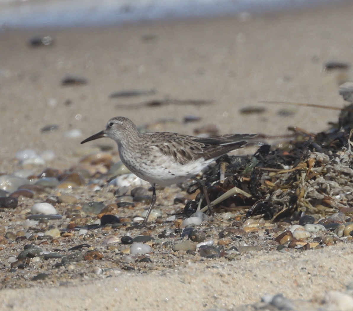 White-rumped Sandpiper - ML610519564