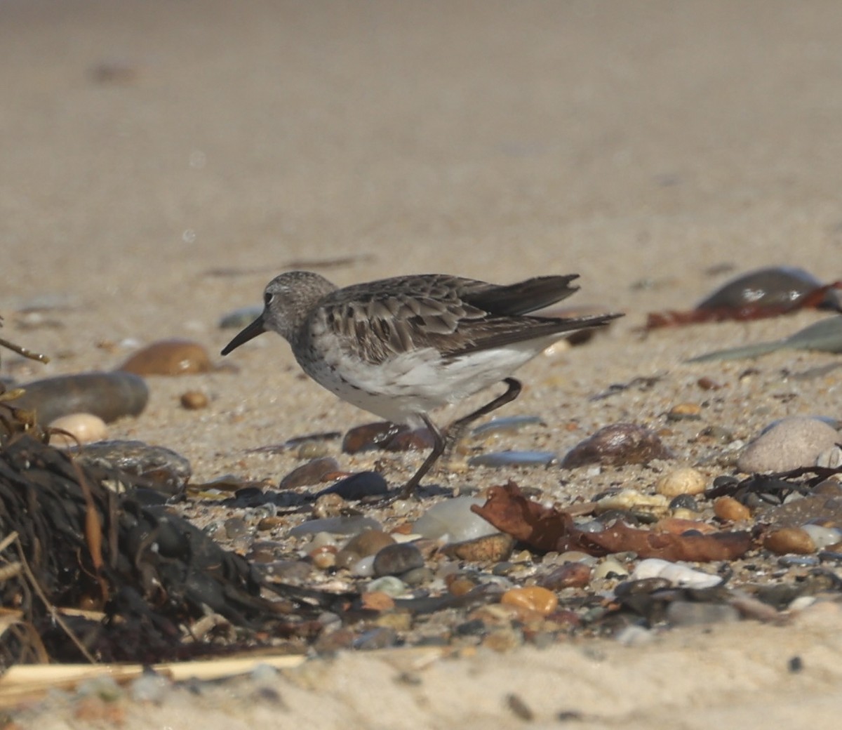 White-rumped Sandpiper - ML610519577