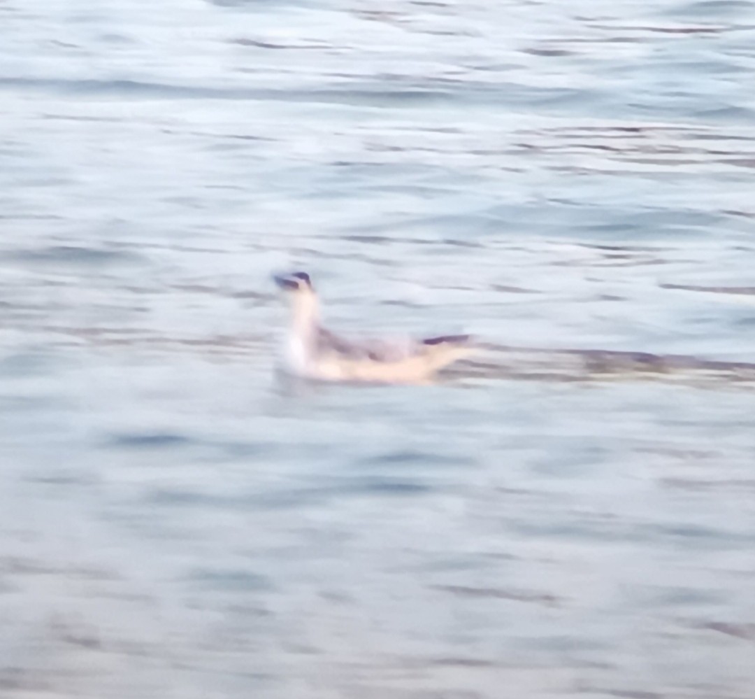 Phalarope à bec large - ML610519585