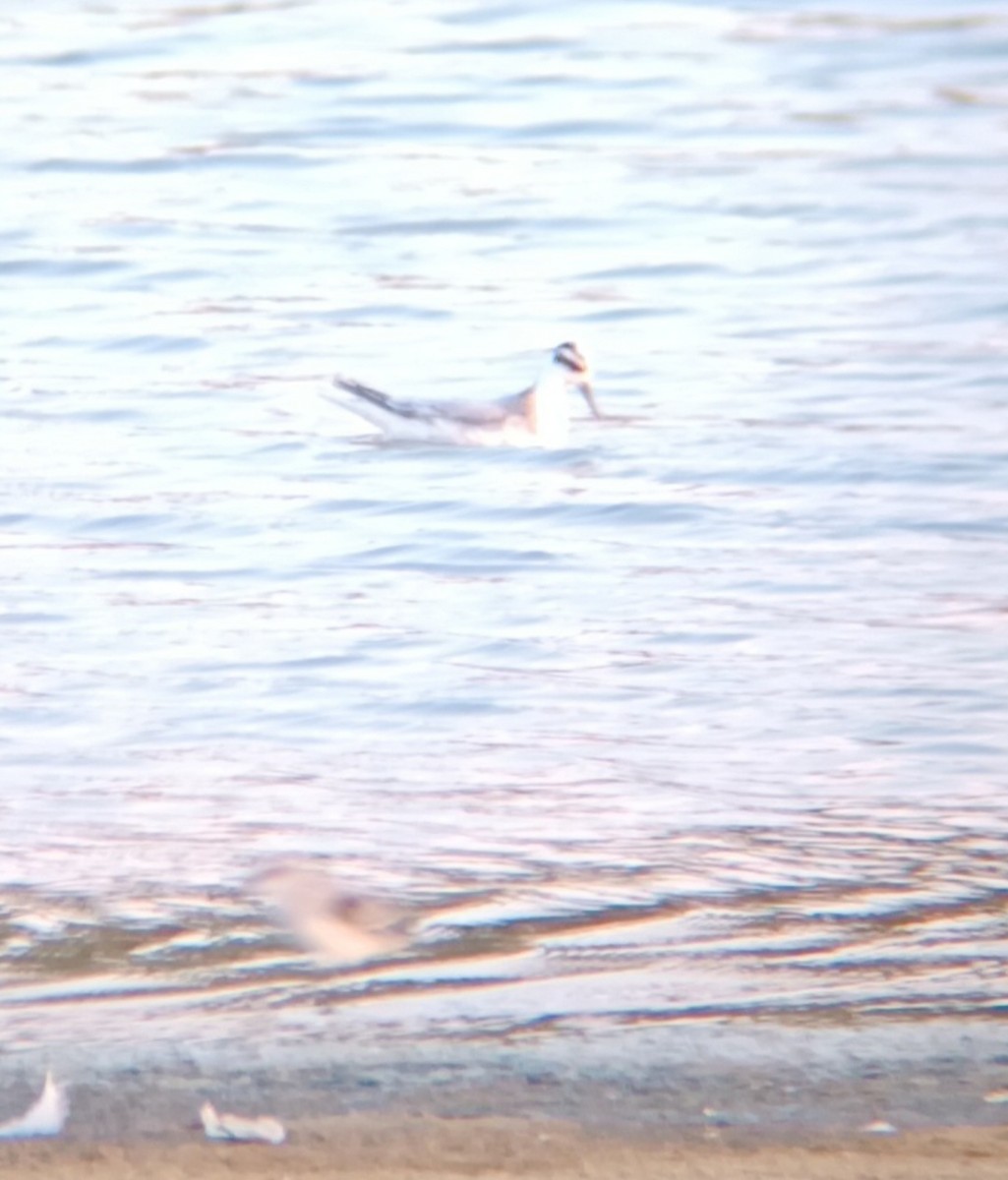 Phalarope à bec large - ML610519586