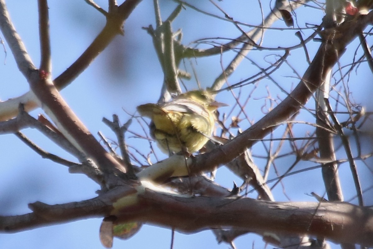 Orchard/Hooded Oriole - ML610519594