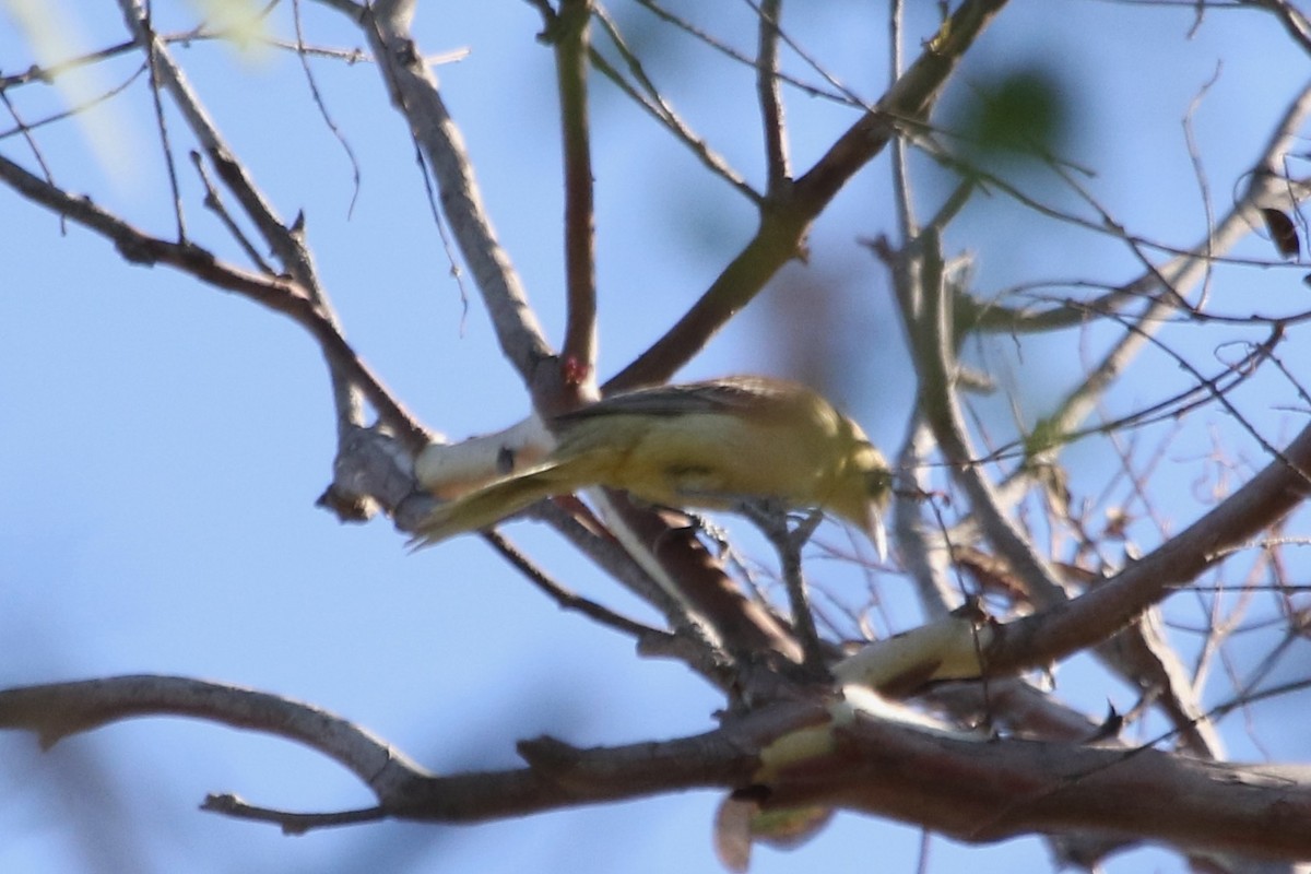 Orchard/Hooded Oriole - Nick Barber