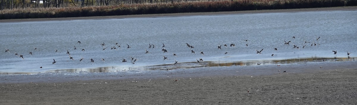 Long-billed Dowitcher - ML610519612