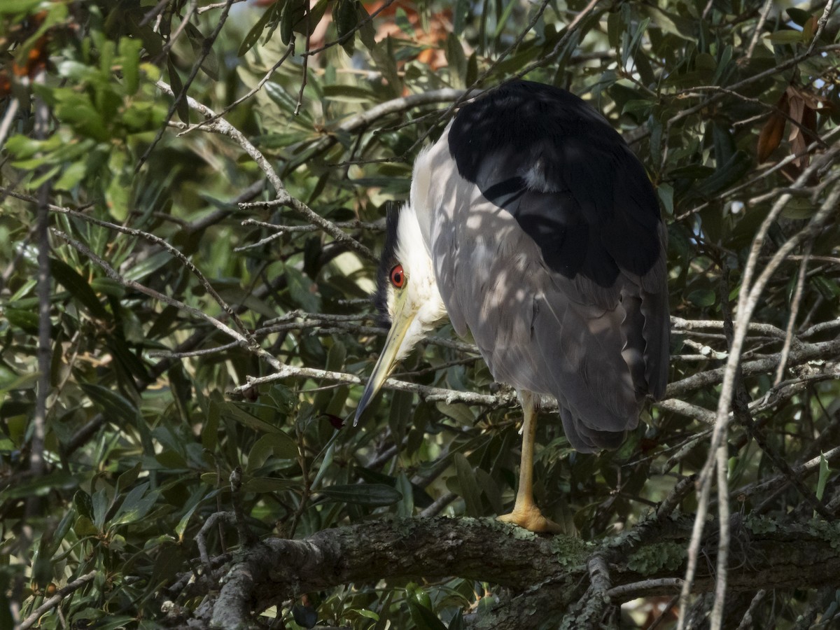 Black-crowned Night Heron - ML610519618