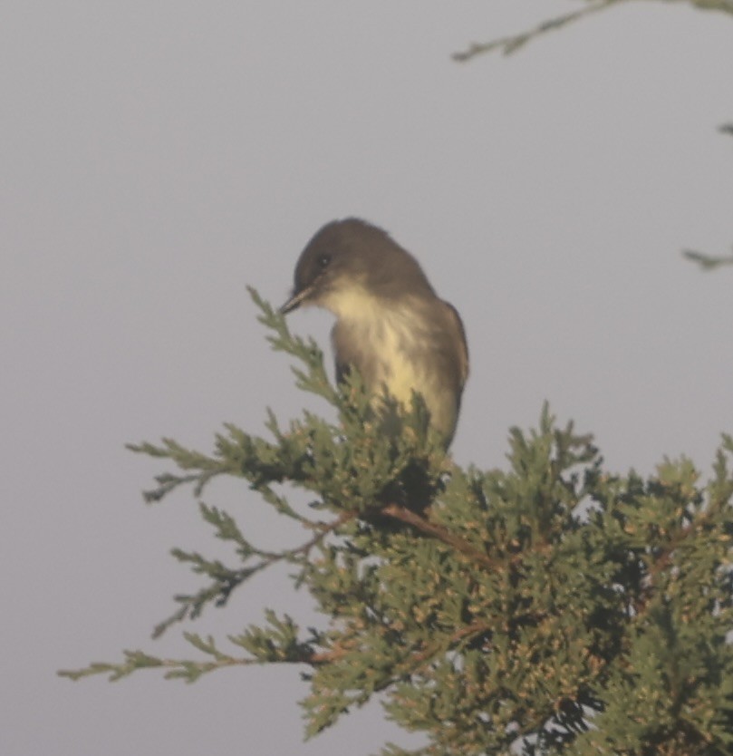 Eastern Phoebe - ML610519632