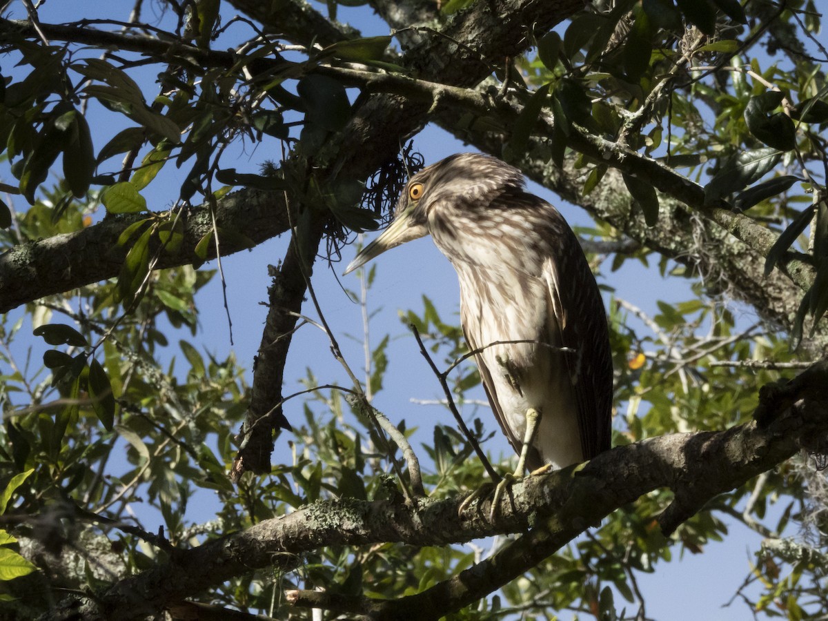 Black-crowned Night Heron - ML610519724