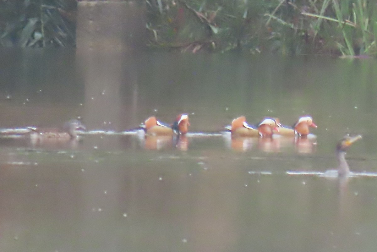 Mandarin Duck - ML610519731