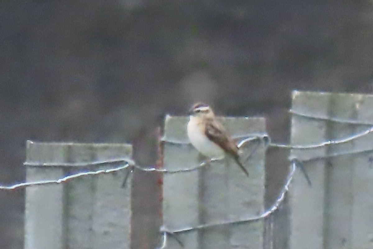 Pin-tailed Whydah - ML610519753