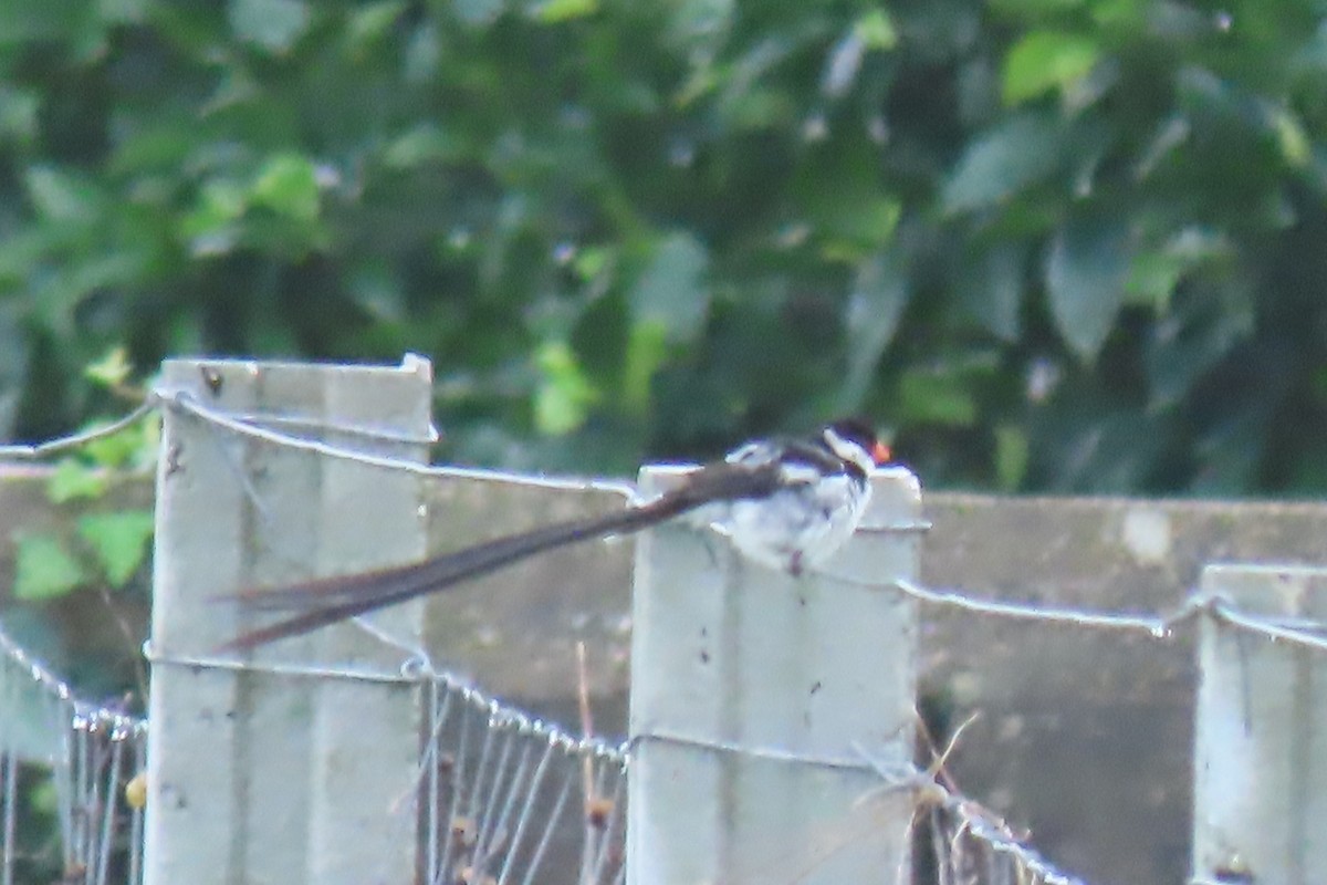 Pin-tailed Whydah - ML610519754