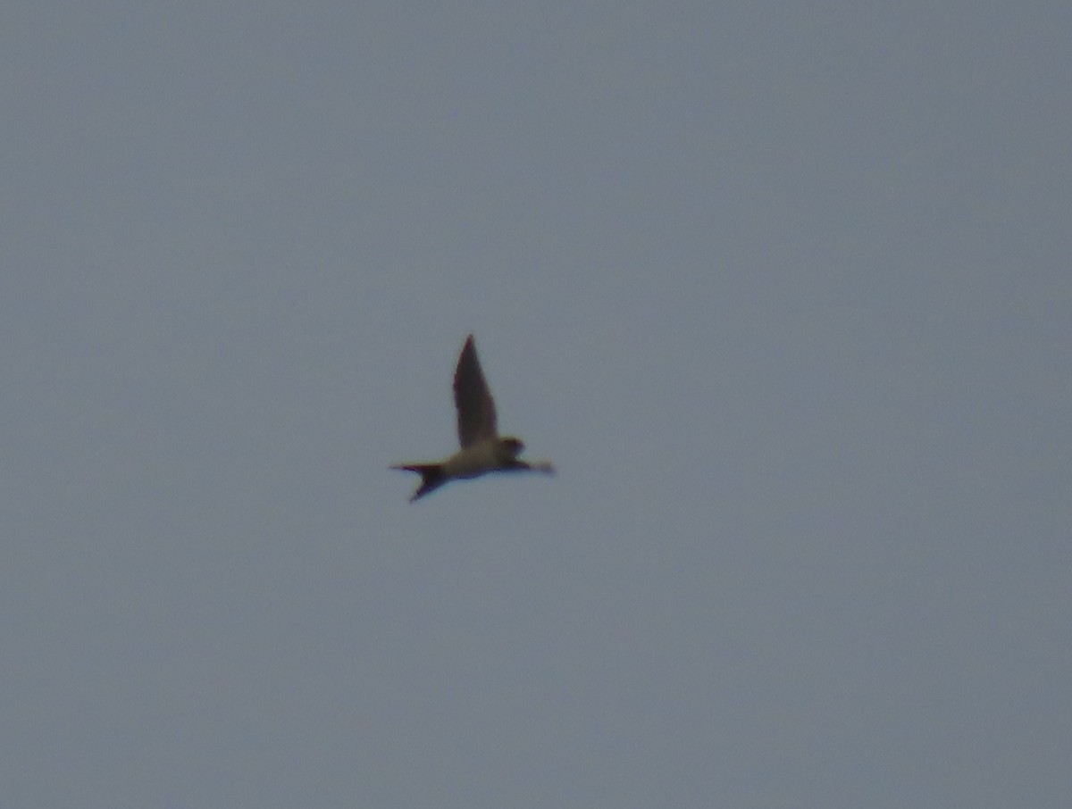 Red-rumped Swallow - ML610519763