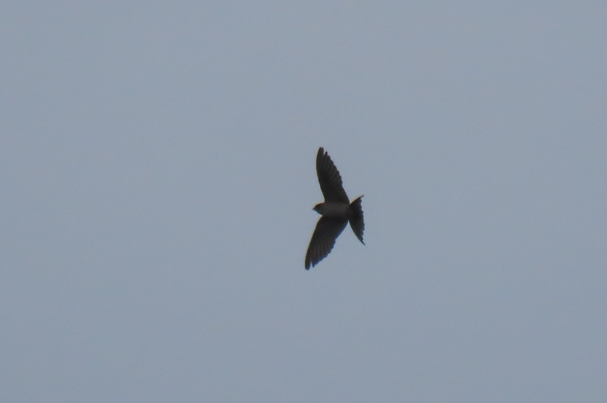 Red-rumped Swallow - ML610519764