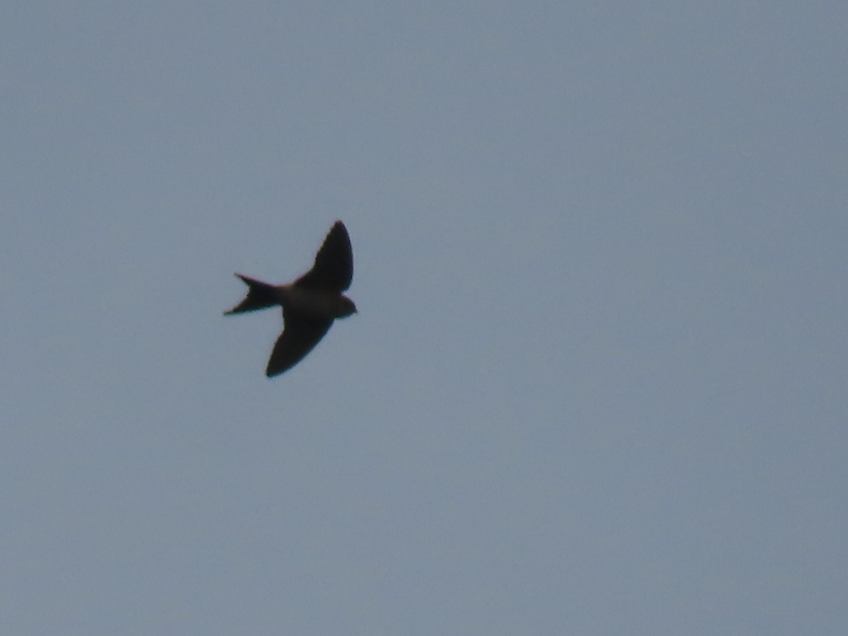 Red-rumped Swallow - ML610519765