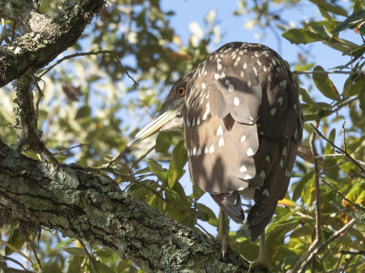 Black-crowned Night Heron - ML610519840