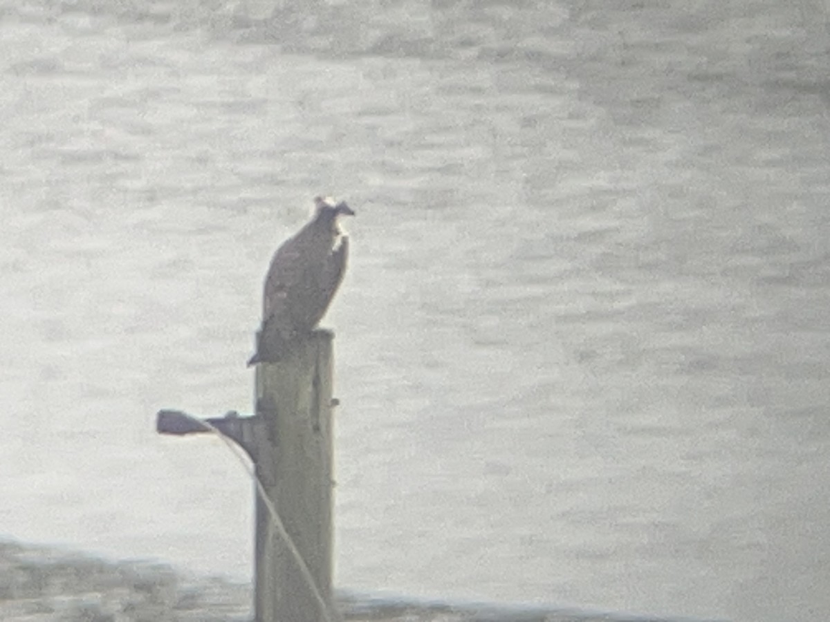 orlovec říční - ML610519905