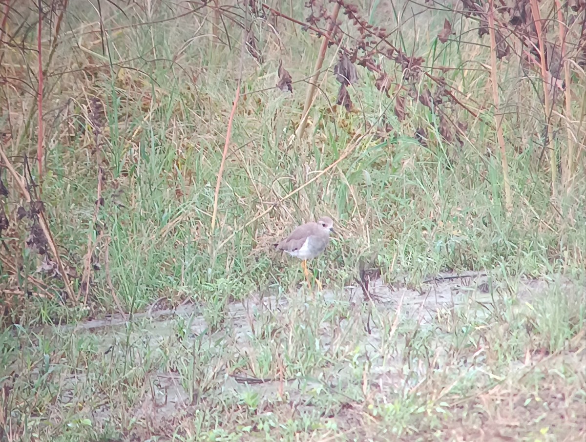 White-tailed Lapwing - ML610519906