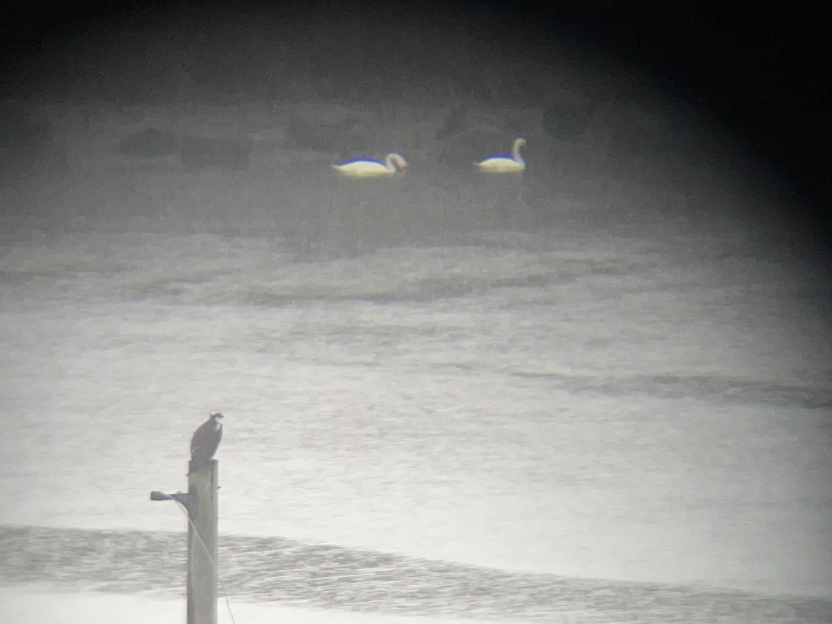 labuť velká - ML610519910