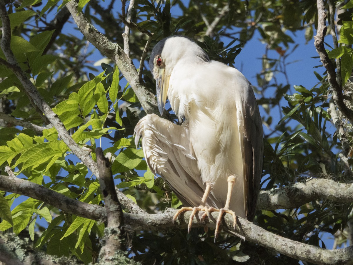 Black-crowned Night Heron - ML610519916