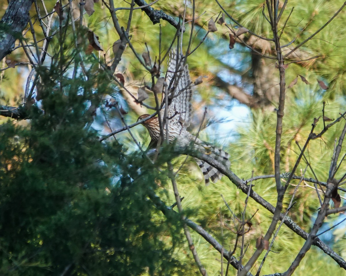 Cooper's Hawk - ML610519924