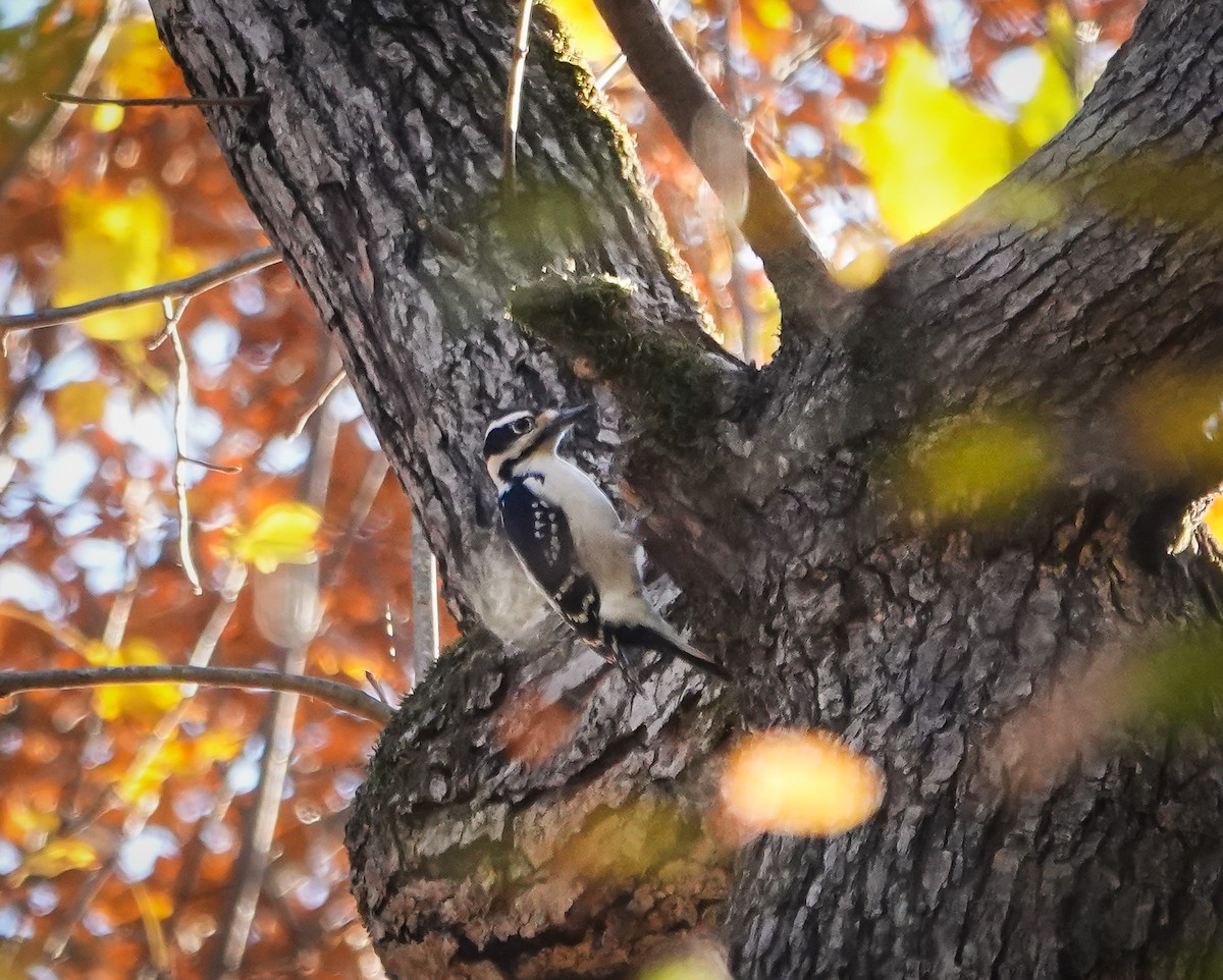 Hairy Woodpecker - ML610519931