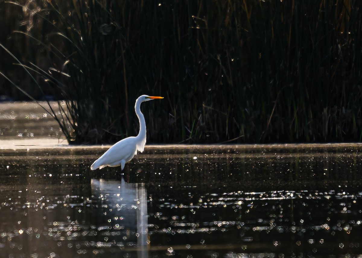 Great Egret - ML610520012