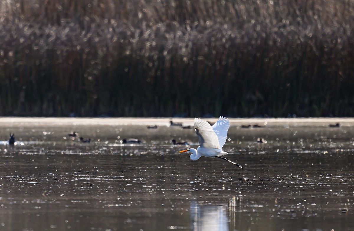 Great Egret - ML610520013