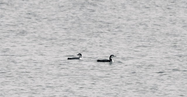 Common Loon - ML610520034