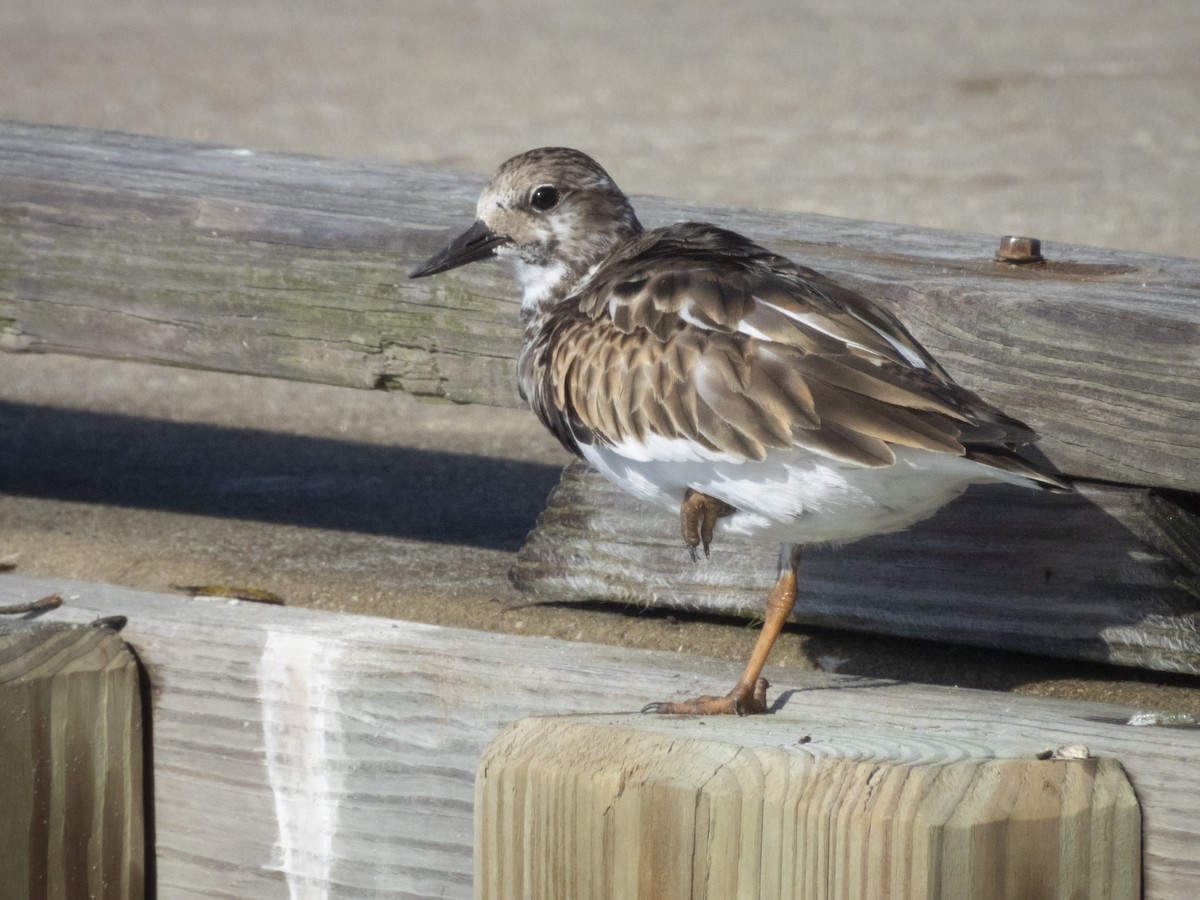 Ruddy Turnstone - ML610520050