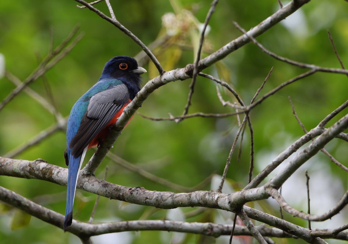 Surucua Trogon - ML610520056