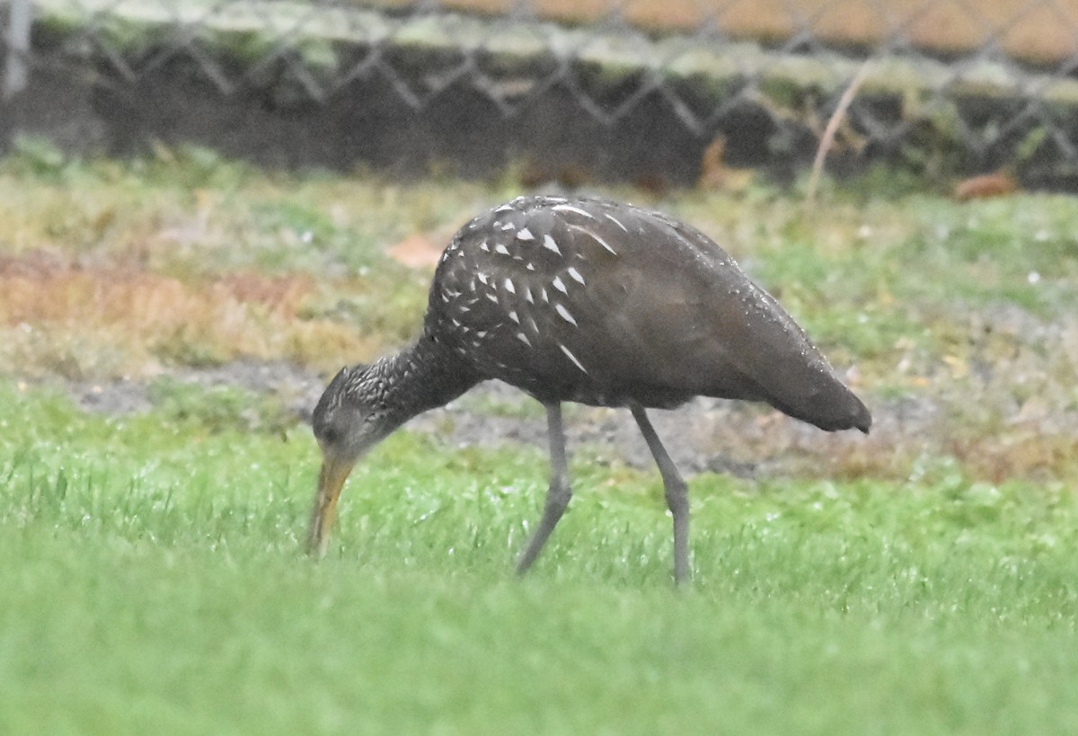 Limpkin - Kyle Arvin