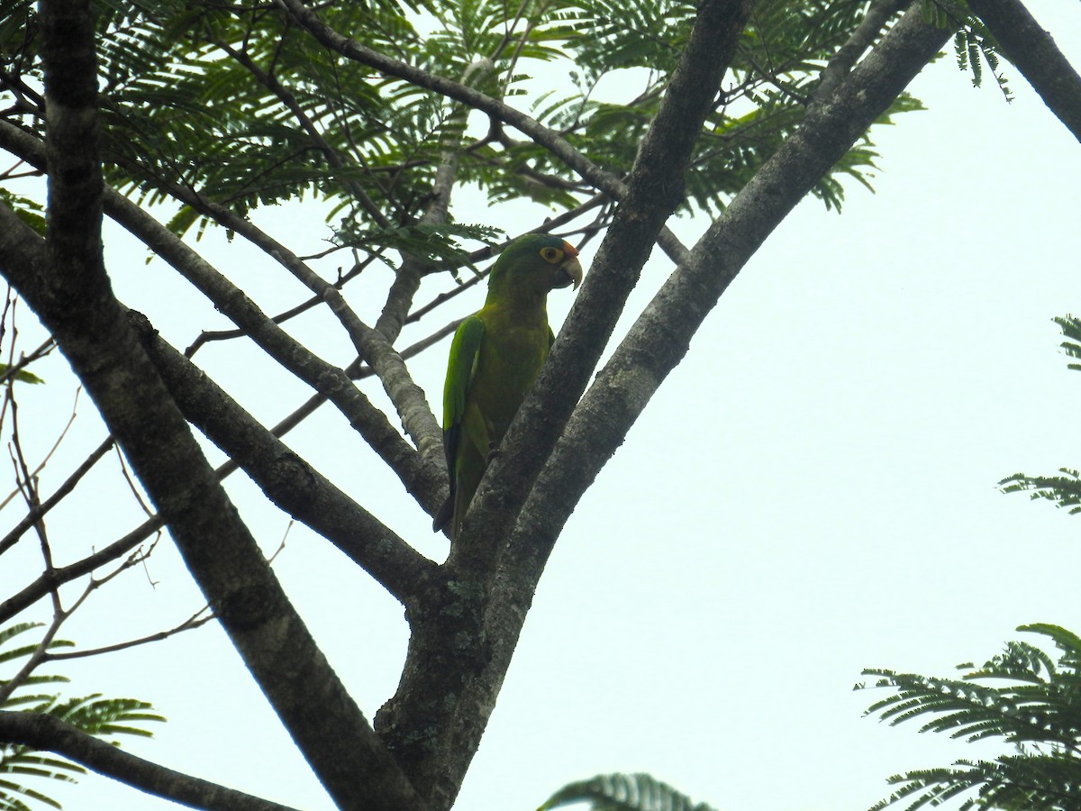 Orange-fronted Parakeet - Leonardo Romero