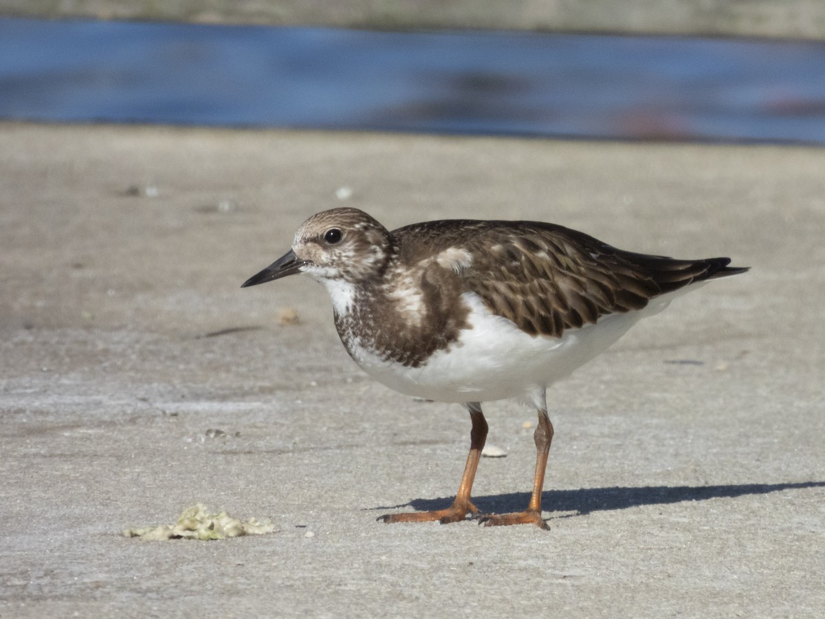 Ruddy Turnstone - ML610520262